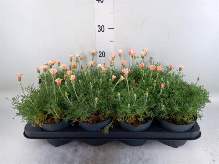 <h4>Rhodanthemum hosm. 'Zagora Orange'</h4>