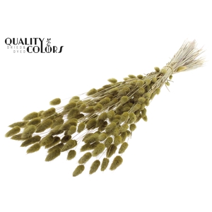 Lagurus Premium per bunch Olive