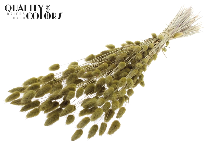 Lagurus Premium per bunch Olive