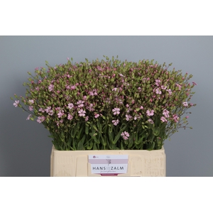 SAPONARIA OV