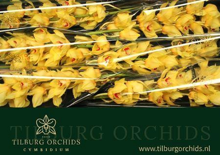 <h4>Cymb T Golden Fleece</h4>