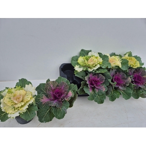 BRASSICA (SIERKOOL)
