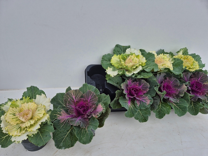 <h4>BRASSICA (SIERKOOL)</h4>