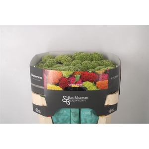 Celosia C Act Verda Green