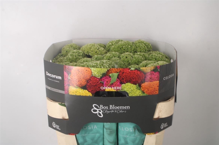 <h4>Celosia C Act Verda Green</h4>