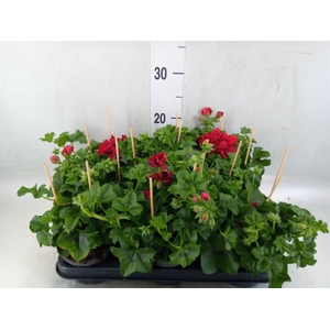 Pelargonium pelt.   ...