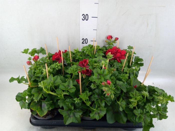 <h4>Pelargonium pelt.   ...</h4>
