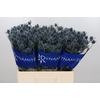 Eryngium Blue Dynamite