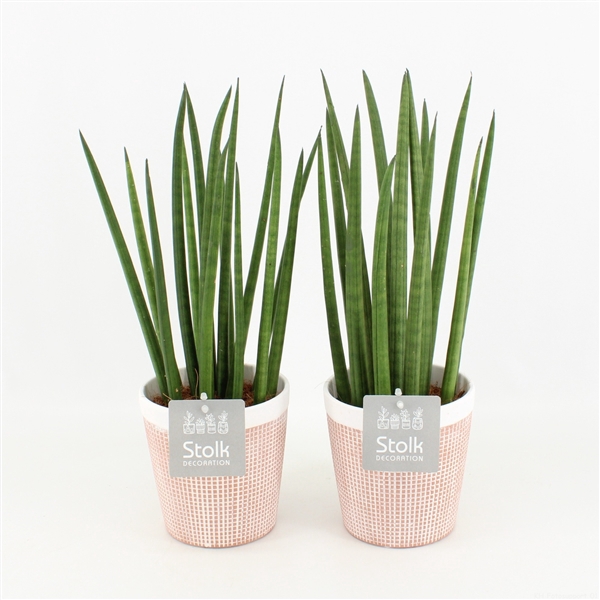 <h4>Sansevieria Cylindrica in Terracotta</h4>