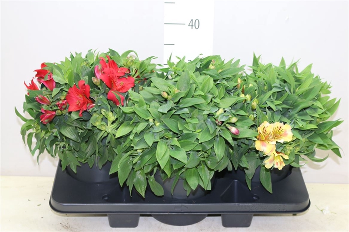 <h4>Alstroemeria Colorita Mix</h4>