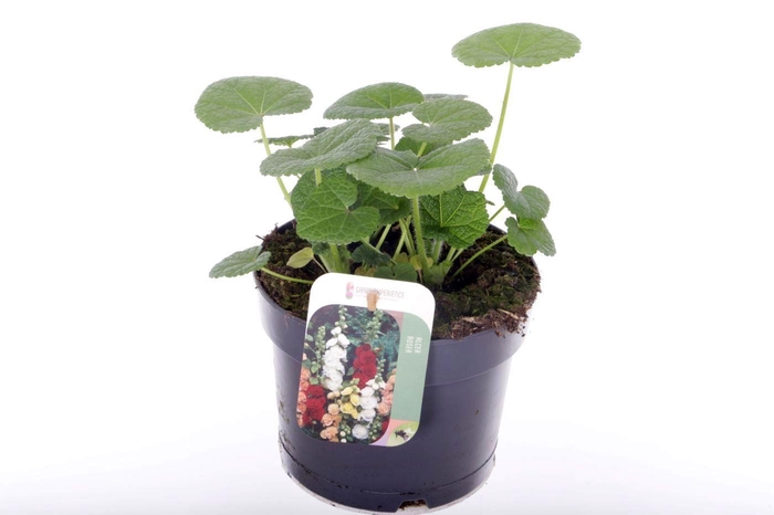 <h4>Alcea rosea Nigra</h4>