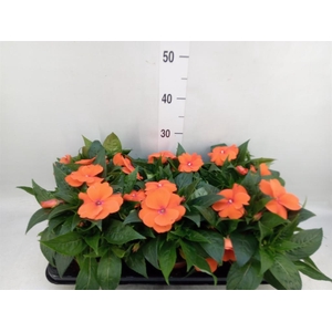 Impatiens NG 'ColPow Orange Red'