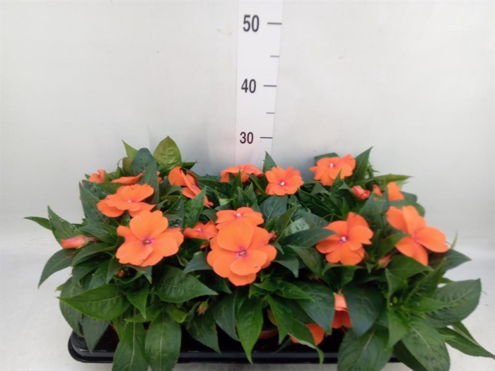 <h4>Impatiens NG 'ColPow Orange Red'</h4>