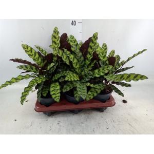 Calathea lancifolia