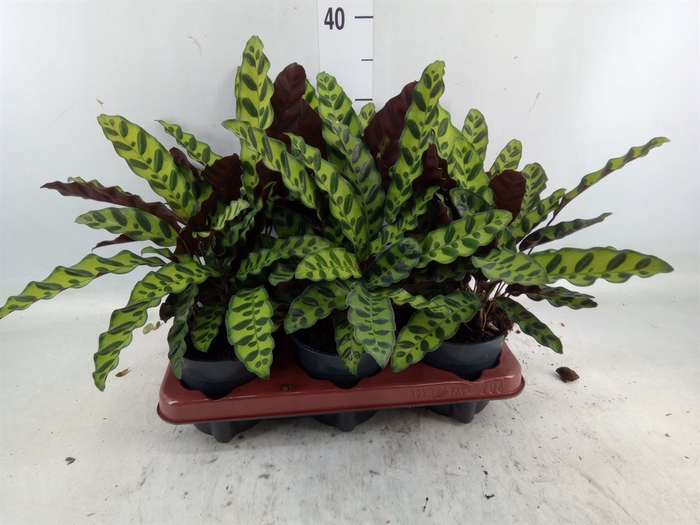 <h4>Calathea lancifolia</h4>