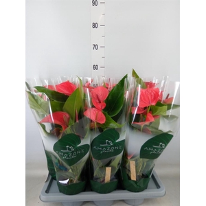 Anthurium andr. 'Melito'