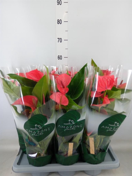 <h4>Anthurium andr. 'Melito'</h4>