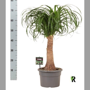 Beaucarnea recurvata