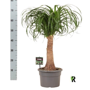 Beaucarnea recurvata