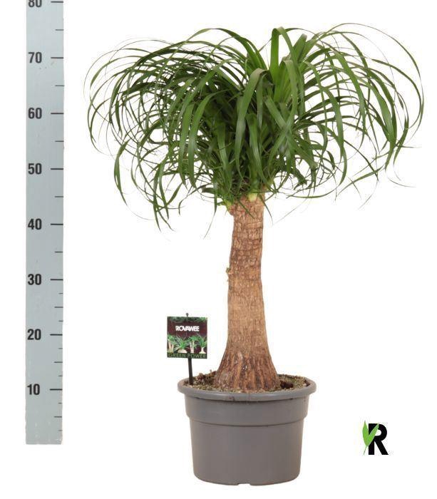 <h4>Beaucarnea recurvata</h4>