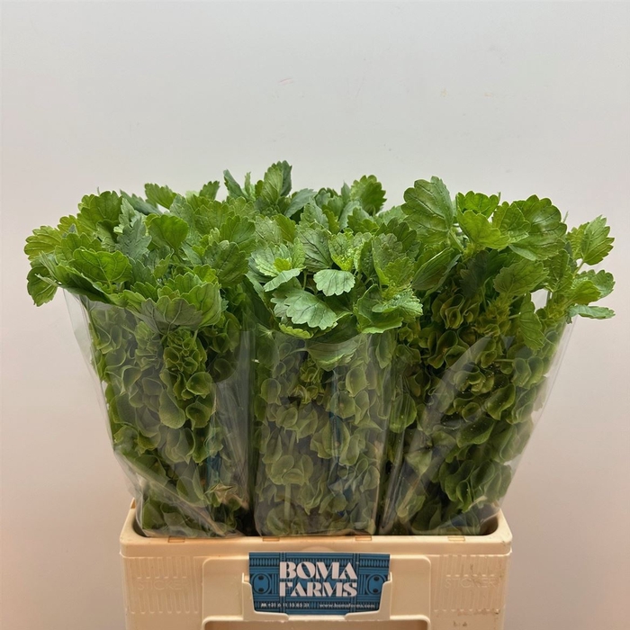 <h4>Moluccella Stuk</h4>