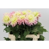 Dahlia Just Married