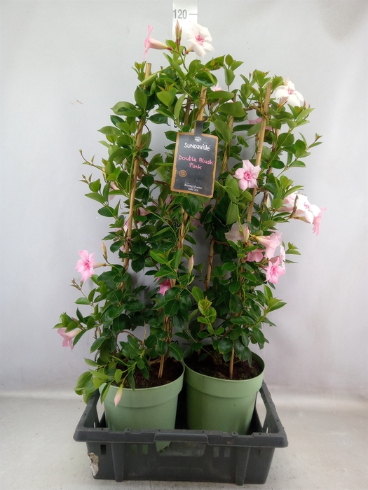 <h4>Mandevilla  'Sundavil Dbl Blush Pk'</h4>