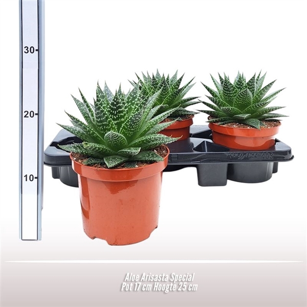 <h4>Aloe Aristata Special</h4>