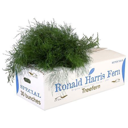 <h4>Asparagus per bos virgatus</h4>