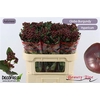 Hyp Globo Burgundy