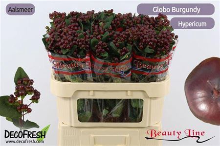 Hyp Globo Burgundy
