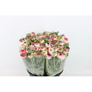 Ran Elegance Cappucino