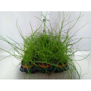 Juncus effusus 'Liebeslocken'