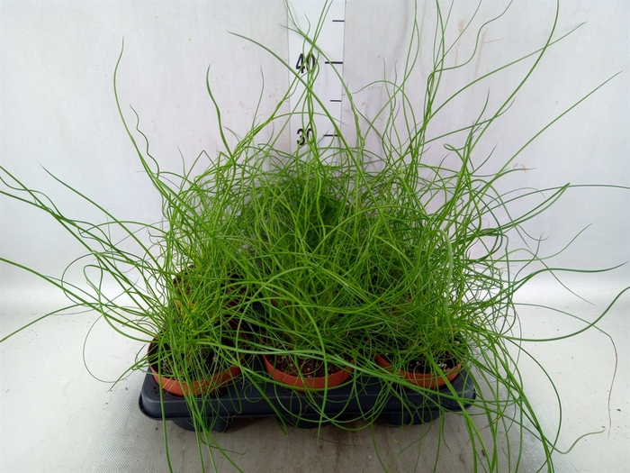 <h4>Juncus effusus 'Liebeslocken'</h4>