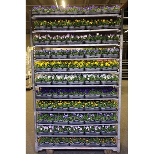 Vio Co Mixk 1 Kleur Per Tray