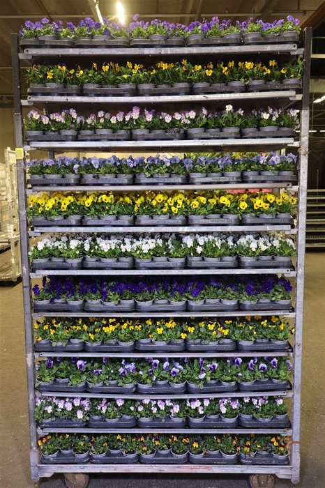 <h4>arr8 Vio Co Mixk 1 Kleur Per Tray</h4>