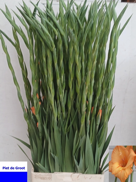 <h4>GLAD GR OVATIE</h4>