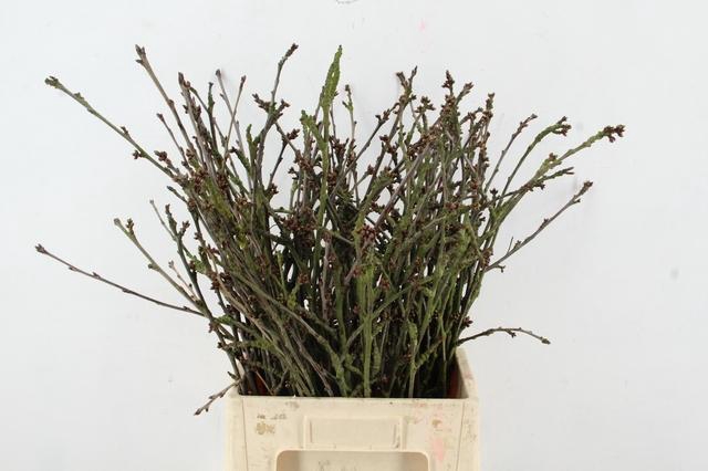 KERSENBLOESEM GROF PER STEM 065CM