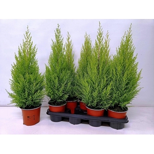 cupressus Goldcrest Wilma 
