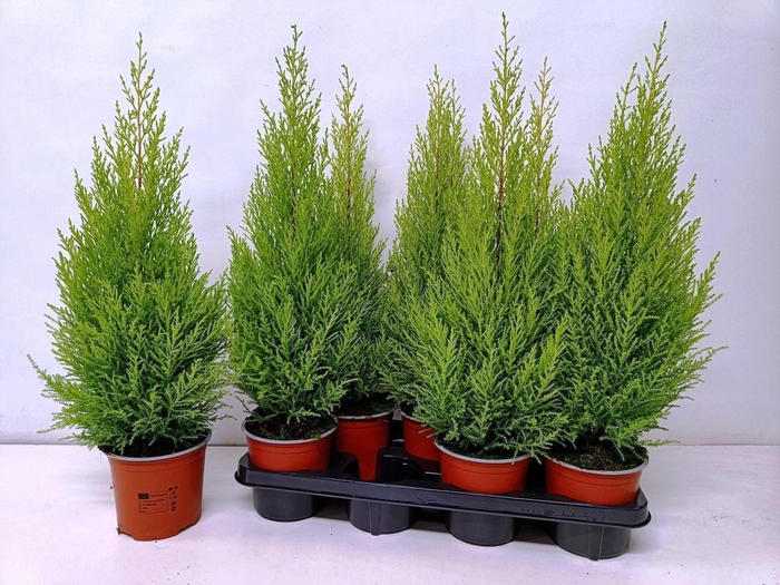 <h4>cupressus Goldcrest Wilma "p14 piramide"</h4>