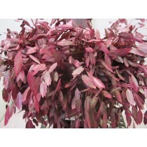 Chasmanthium Dark Cerise