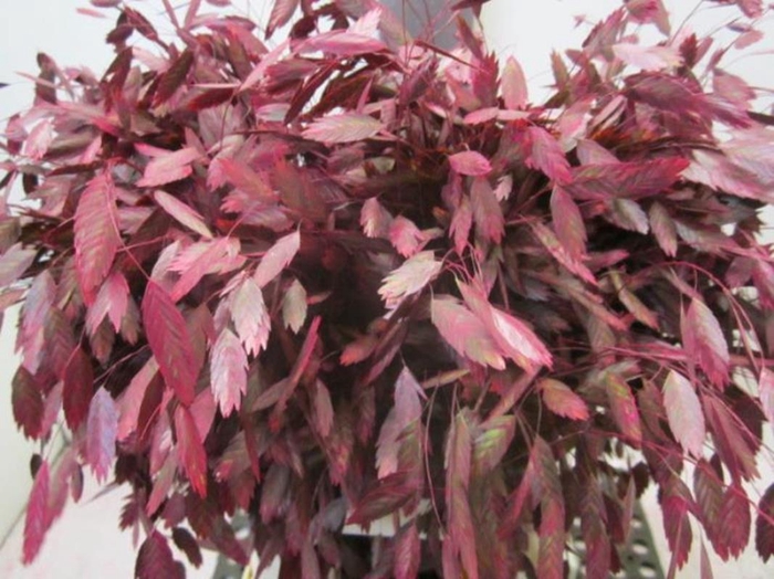 Chasmanthium Dark Cerise