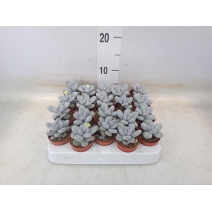 Pachyphytum oviferum 'Rubra'