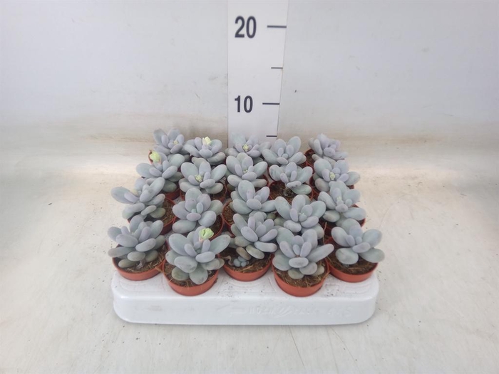 <h4>Pachyphytum oviferum 'Rubra'</h4>