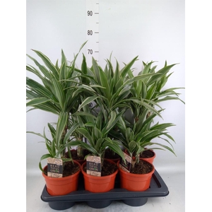 Dracaena fr de 'Warneckei'