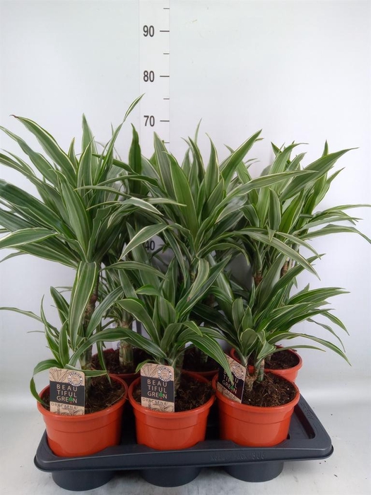 <h4>Dracaena fr de 'Warneckei'</h4>