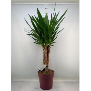 Yucca elephantipes   ...