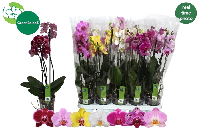 <h4>PHAL GEM 7 KL</h4>