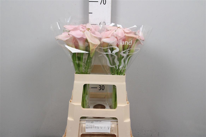 <h4>Zant Sweet Art</h4>