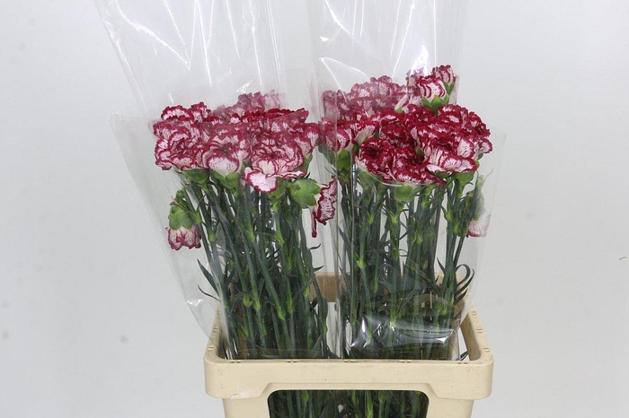 <h4>Dianthus St Bacarat</h4>